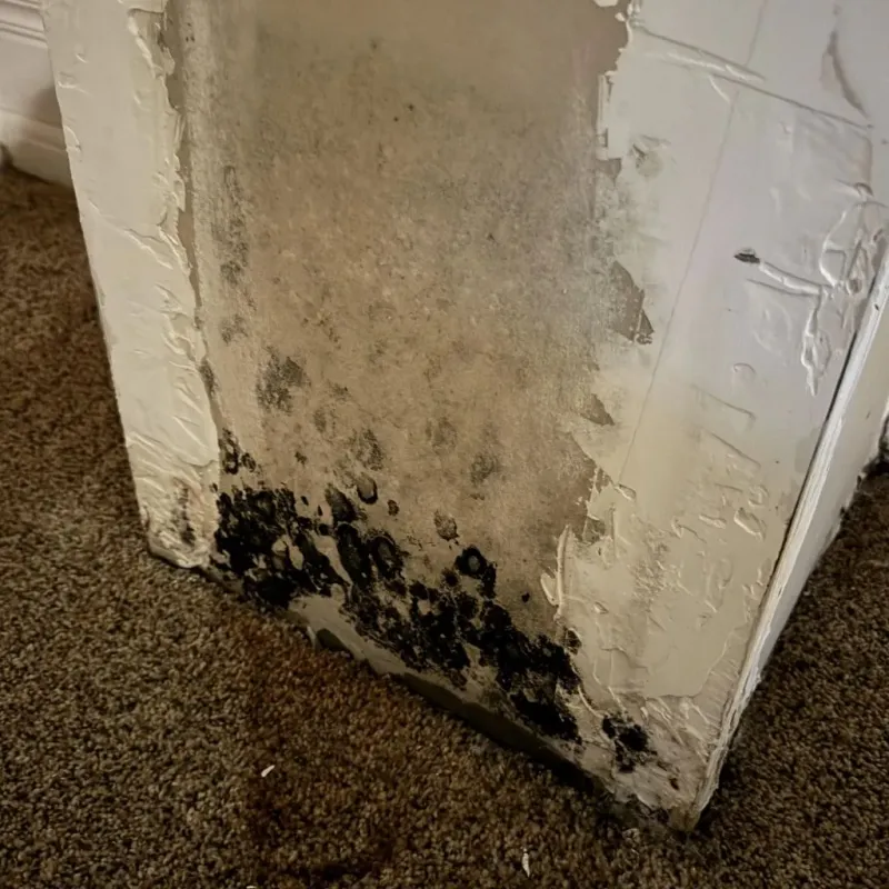 Professional Mold Removal in West Portsmouth, OH